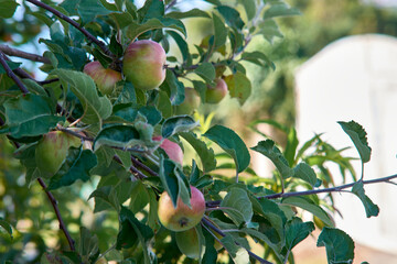 Branch of ripe apples on apple tree in orchard