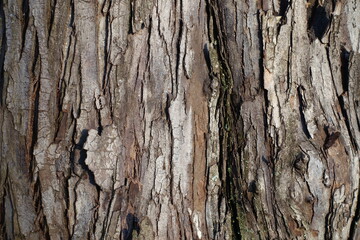 Texture of dry bark of oleaster tree