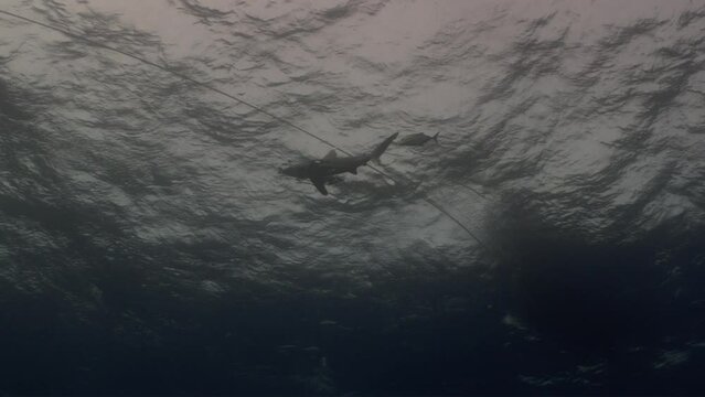 Shark over front of the Coral Reef in the Red Sea in Egypt