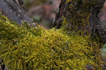 root vine covered with moss taken from close up