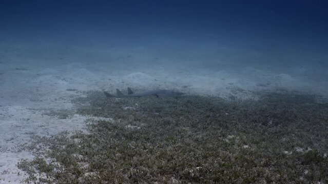 Shark over front of the Coral Reef in the Red Sea in Egypt