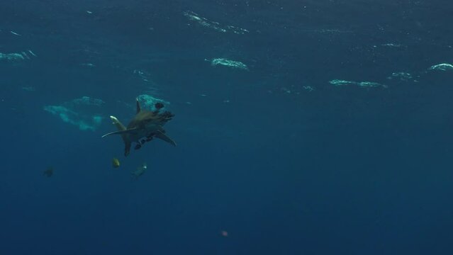 Shark over front of the Coral Reef in the Red Sea in Egypt