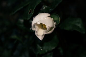 White hellebore flower in my garden, whit dew drops.