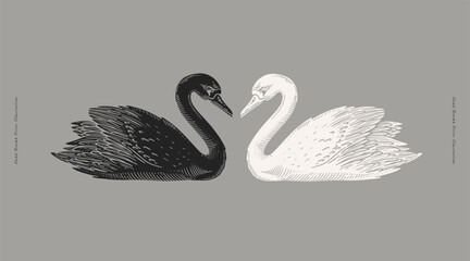White and black swan. Wild waterfowl on a gray background. Two graceful swans in the style of a linocut print. A beautiful bird - a symbol of strong love and romance. - obrazy, fototapety, plakaty