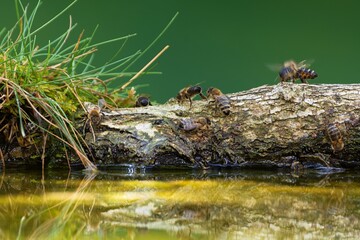 Bees on a stick by the water. Czechia. 