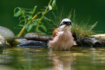  Red-backed shrike (Lanius collurio) stands in the water of the bird's water hole.