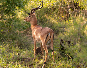 Impalas im Naturreservat Hluhluwe Nationalpark Südafrika