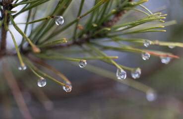 Pinos después de la lluvia