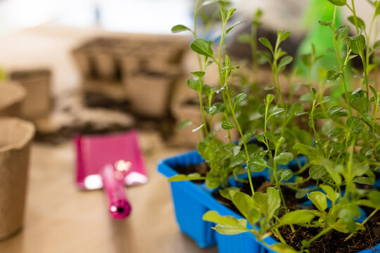 Seedlings In Plastic Seed Tray, Trowel And Biodegradable Seed Trays On Worktop