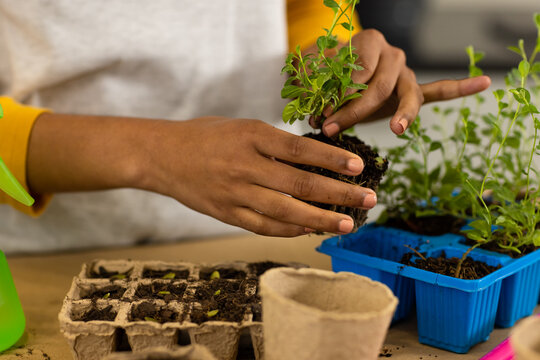 Midsection of biracial woman replanting seedling in biodegradable starter pot on worktop