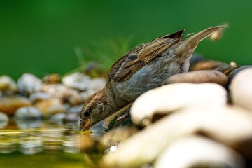  Young tree sparrow drinks water. Czechia