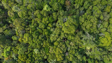 Aerial view of a dense, vibrant green rainforest canopy, illustrating concepts of nature,...