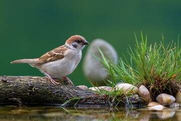 Young tree sparrow stands on a stick by the water with stones and grass. Czechia.