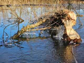 Tree ice lake 
