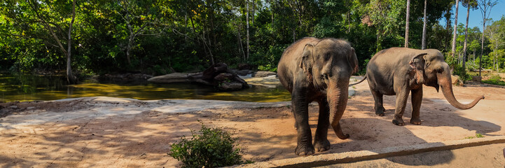 Two elephants by a natural water pool in a lush forest setting, depicting wildlife in a serene natural habitat