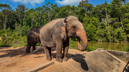 An Asian elephant stands prominently on a dirt path in its natural habitat, surrounded by lush greenery and a tranquil water body