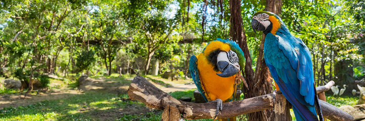 Two vibrant blue and yellow macaws perched on a wooden branch with lush green foliage in the background in a tropical habitat setting