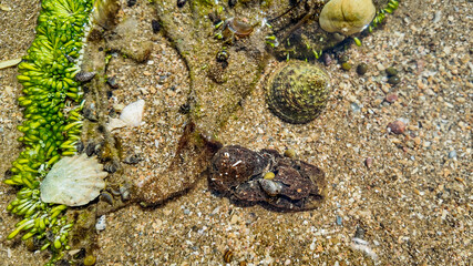 Rocky seashore close-up with a variety of marine life, including seaweed, shells, and small sea creatures visible in a tide pool  Earth Day concept