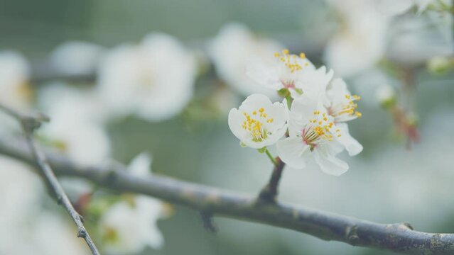 Fresh Flowers Of Sweet Cherry Or Plum With Red Leaves. Light Flowers Of A Purple Leaf Plum In Spring.