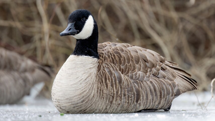 canadian goose on ice