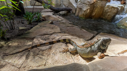 A large iguana basks on rocky terrain beside tropical plants, invoking a sense of wildlife and nature conservation