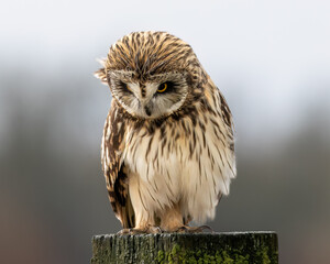 Owl