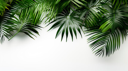 Tropical palm leaves on white background. Top view, flat lay