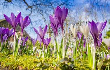 Fototapete bei efototapeten.de bestellen   