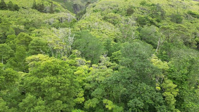 Drone fly over Poco da Ribeira on cloudy day in F Island, azores archipelago