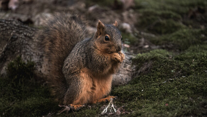 squirrel eating nut