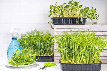 Microgreen sprouts in plastic boxes