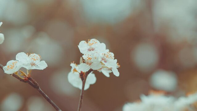 Showy White Flowers In Early Spring. Cherry Plum And Myrobalan Plum Branch With Flowers And Leaves.