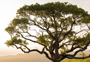 Bäume und im Hintergrund das Naturreservat Hluhluwe Imfolozi Park Südafrika