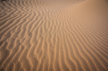 The wild beach of Lignano Sabbiadoro Dune coasts before the arrival of tourists.