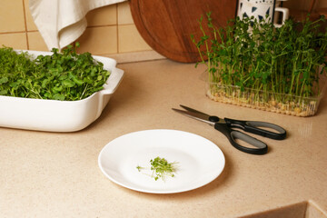 Micro green sprouts growing in tray in kitchen. The concept of a healthy lifestyle and diet. Side view, space fot text.