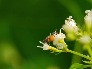 insect, bee, fly, macro, nature, flower, animal, bug, wasp, closeup, yellow, leaf, close-up, honey, black, summer, wing, wildlife, bumblebee, white, pollen, sting, wings, garden, small