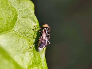 fly on leaf