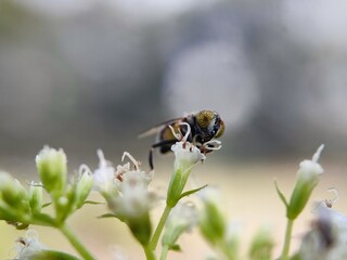 insect, bee, fly, macro, nature, flower, animal, bug, wasp, closeup, yellow, leaf, close-up, honey, black, summer, wing, wildlife, bumblebee, white, pollen, sting, wings, garden, small