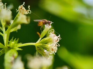 insect, bee, fly, macro, nature, flower, animal, bug, wasp, closeup, yellow, leaf, close-up, honey, black, summer, wing, wildlife, bumblebee, white, pollen, sting, wings, garden, small