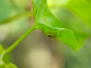 spider, insect, animal, arachnid, macro, nature, isolated, brown, bug, white, wildlife, wild,...