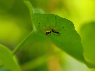 spider, insect, animal, arachnid, macro, nature, isolated, brown, bug, white, wildlife, wild, closeup, close-up, arachnophobia, white background, web, predator, scary, hairy, creepy, small, black, leg