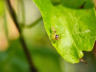 spider, insect, animal, arachnid, macro, nature, isolated, brown, bug, white, wildlife, wild, closeup, close-up, arachnophobia, white background, web, predator, scary, hairy, creepy, small, black, leg