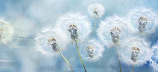 white dandelion on a white background , Feelings and feelings of joy and sadness,card