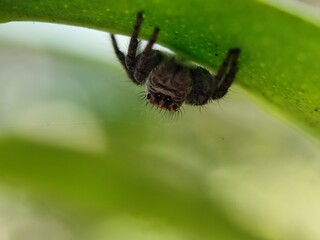 spider, insect, animal, arachnid, macro, nature, isolated, brown, bug, white, wildlife, wild, closeup, close-up, arachnophobia, white background, web, predator, scary, hairy, creepy, small, black, leg