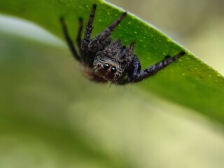 spider, insect, animal, arachnid, macro, nature, isolated, brown, bug, white, wildlife, wild, closeup, close-up, arachnophobia, white background, web, predator, scary, hairy, creepy, small, black, leg