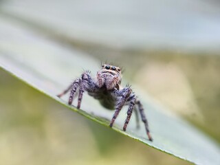spider, insect, animal, arachnid, macro, nature, isolated, brown, bug, white, wildlife, wild,...