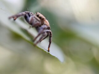 spider, insect, animal, arachnid, macro, nature, isolated, brown, bug, white, wildlife, wild, closeup, close-up, arachnophobia, white background, web, predator, scary, hairy, creepy, small, black, leg