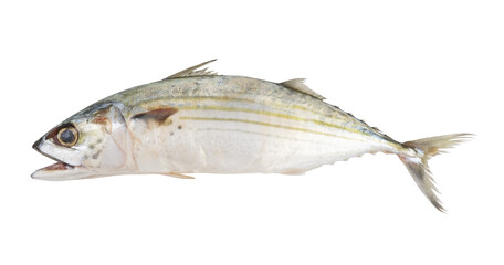 Indian mackerel isolated on white background, Rastrelliger kanagurta.	
