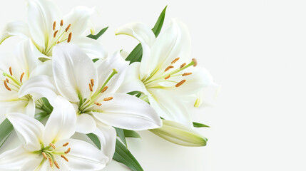 Fototapeta na wymiar White lily flowers