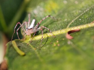 insect, nature, macro, leaf, animal, bug, dragonfly, spider, wildlife, closeup, fly, grasshopper, wild, summer, mosquito, grass, close-up, insects, plant, garden, fauna, wings, antenna, animals, wing